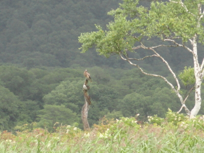 f:id:hatekota810:20110830200914j:image