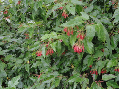 f:id:hatekota810:20110830201249j:image