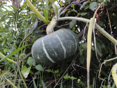 f:id:hatekota810:20110917053650j:image