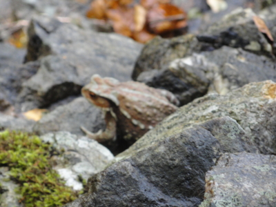 f:id:hatekota810:20110927230608j:image