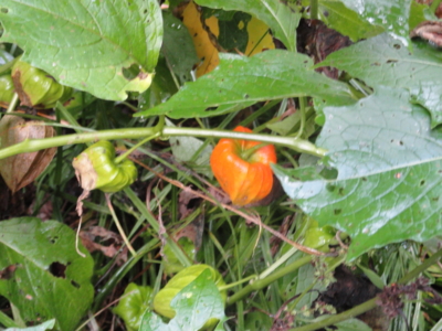 f:id:hatekota810:20111001163214j:image