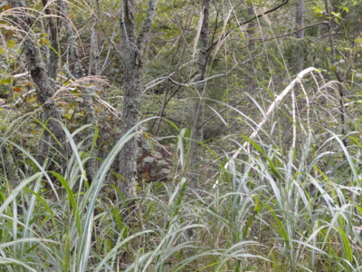 f:id:hatekota810:20111001163357j:image