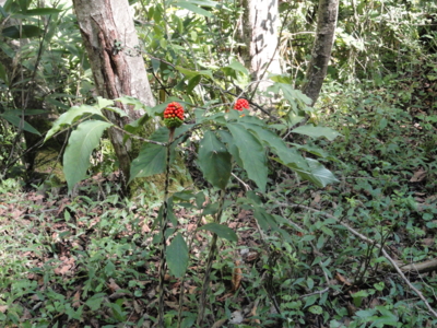 f:id:hatekota810:20111007212747j:image