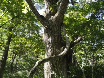 f:id:hatekota810:20111009070816j:image