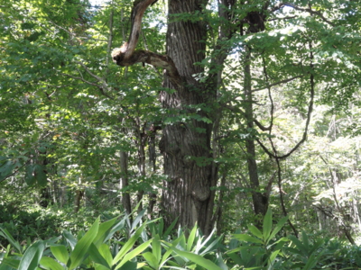 f:id:hatekota810:20111009070904j:image