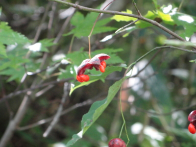 f:id:hatekota810:20111009071952j:image