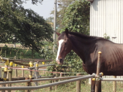 f:id:hatekota810:20111011191234j:image