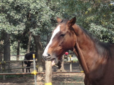 f:id:hatekota810:20111011191745j:image