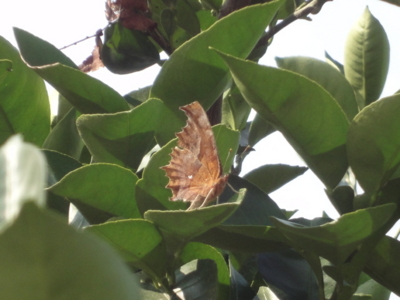 f:id:hatekota810:20111011191958j:image