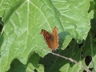 f:id:hatekota810:20111011192041j:image