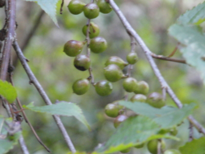 f:id:hatekota810:20111012222100j:image