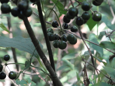 f:id:hatekota810:20111012222248j:image