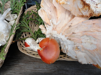 f:id:hatekota810:20111014230420j:image