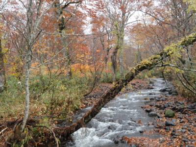 f:id:hatekota810:20111017060810j:image