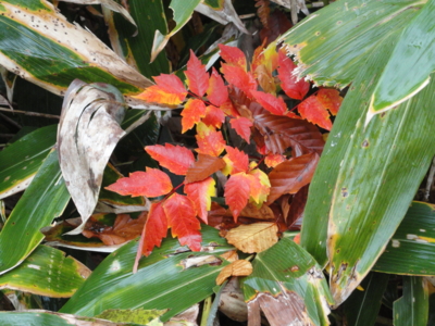 f:id:hatekota810:20111020185526j:image