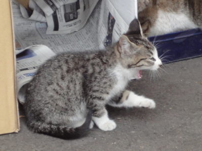 f:id:hatekota810:20111028190428j:image