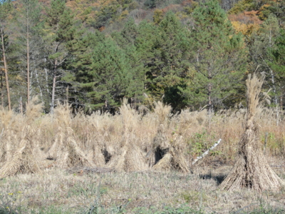 f:id:hatekota810:20111031193227j:image