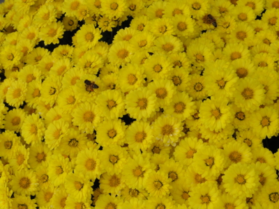f:id:hatekota810:20111110193103j:image
