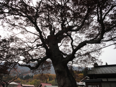 f:id:hatekota810:20111112071258j:image