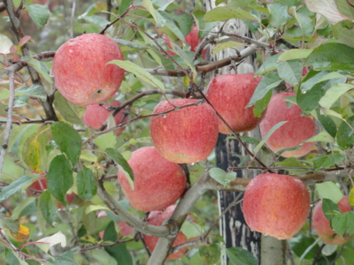 f:id:hatekota810:20111117201342j:image