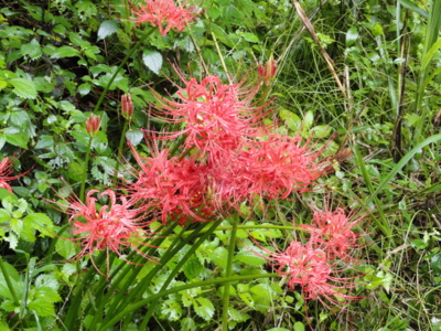 f:id:hatekota810:20111130200628j:image