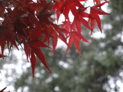 f:id:hatekota810:20111202202837j:image