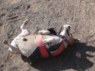 f:id:hatekota810:20120115062114j:image