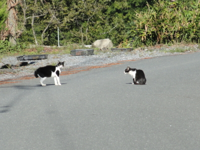 f:id:hatekota810:20120124194932j:image