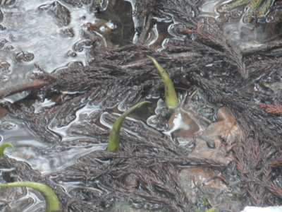 f:id:hatekota810:20120405195359j:image