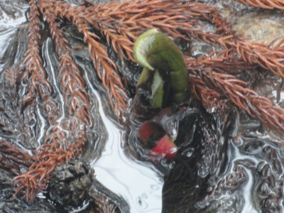 f:id:hatekota810:20120405195543j:image