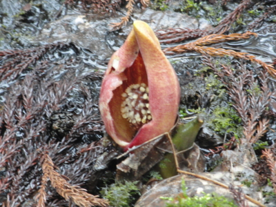 f:id:hatekota810:20120405195644j:image