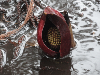 f:id:hatekota810:20120405195939j:image