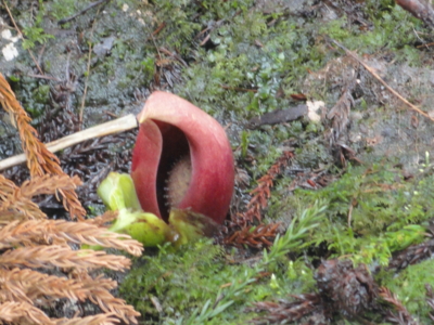 f:id:hatekota810:20120405200122j:image