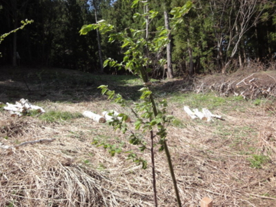 f:id:hatekota810:20120506200340j:image