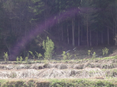 f:id:hatekota810:20120506201731j:image