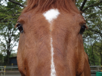 f:id:hatekota810:20120507200913j:image