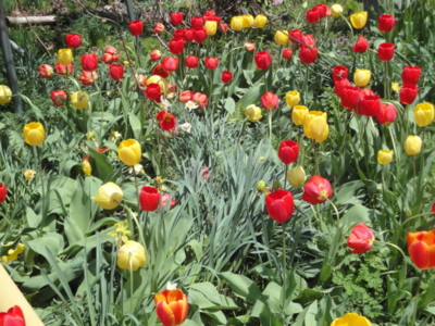 f:id:hatekota810:20120508194832j:image