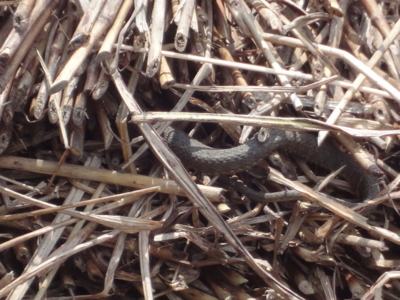 f:id:hatekota810:20120508195751j:image