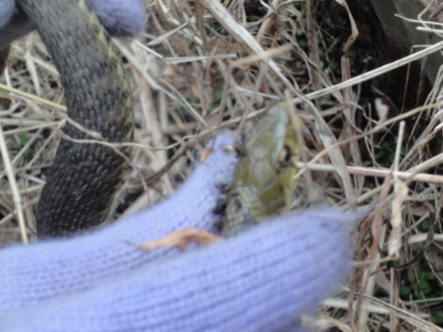 f:id:hatekota810:20120508200123j:image