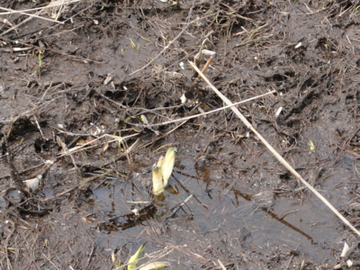 f:id:hatekota810:20120509202636j:image