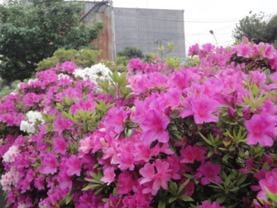 f:id:hatekota810:20120518201755j:image