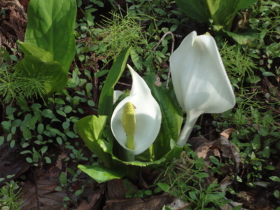 f:id:hatekota810:20120518204436j:image