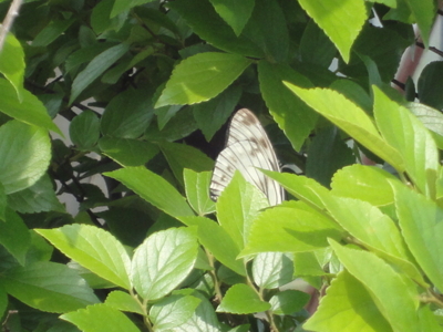 f:id:hatekota810:20120522201421j:image