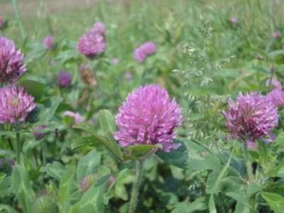 f:id:hatekota810:20120524195805j:image