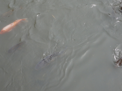 f:id:hatekota810:20120531194647j:image