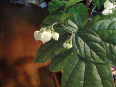 f:id:hatekota810:20120606201649j:image