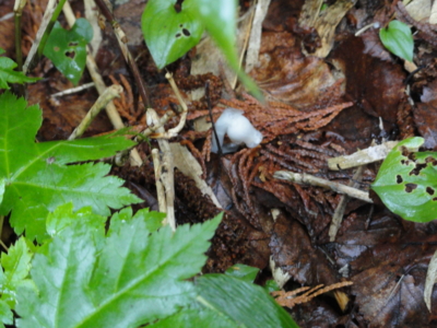 f:id:hatekota810:20120710200201j:image