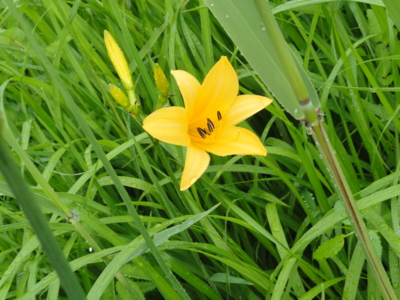 f:id:hatekota810:20120710200239j:image