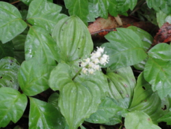 f:id:hatekota810:20120711195002j:image