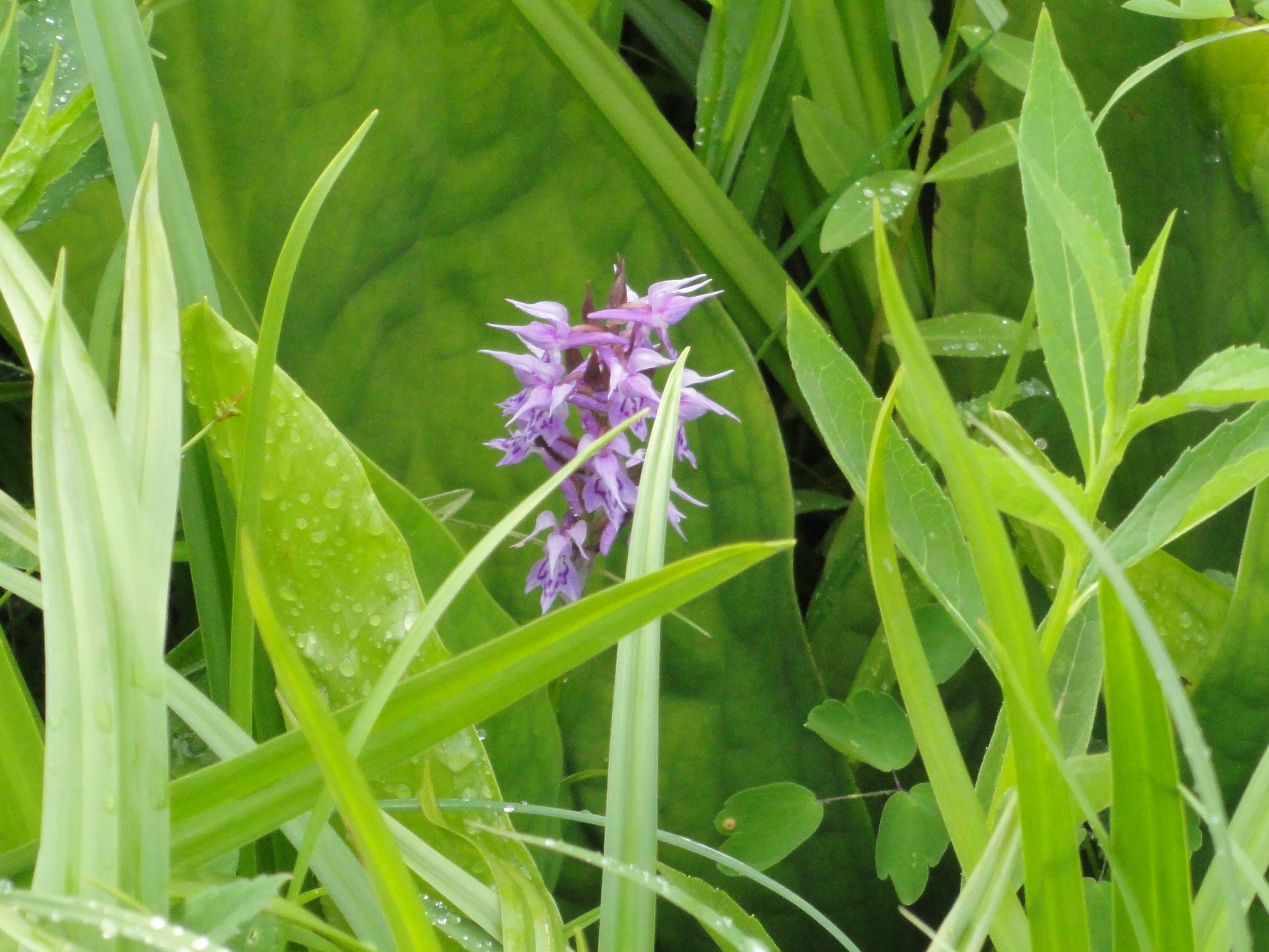 f:id:hatekota810:20120711195317j:image:w250